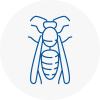 Saltdean Wasp Nest Removal